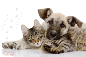 Top 10 Essential Items Every Dog and Cat Parent Needs